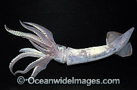 Arrow Squid Nototodarus gouldi Photo - Rudie Kuiter