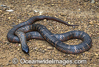 Colletts Snake Pseudechis colletti Photo - Gary Bell