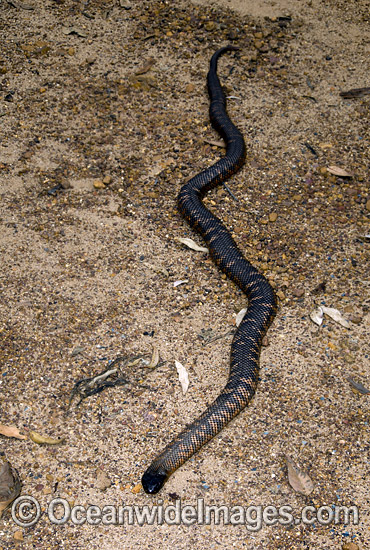 Colletts Snake Pseudechis colletti photo Colletts Snake Pseudechis colletti photo