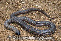Colletts Snake Pseudechis colletti Photo - Gary Bell