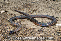 Colletts Snake Pseudechis colletti Photo - Gary Bell