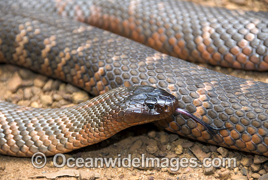 Colletts Snake Pseudechis colletti photo Colletts Snake Pseudechis colletti photo