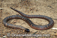 Colletts Snake Pseudechis colletti Photo - Gary Bell