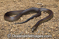 King Brown Snake Pseudechis australis Photo - Gary Bell