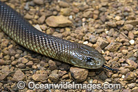 King Brown Snake Pseudechis australis Photo - Gary Bell