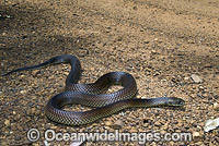 King Brown Snake Photo - Gary Bell