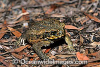 Cane Toad Bufo marinus Photo - Gary Bell