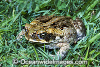 Cane Toad Bufo marinus Photo - Gary Bell