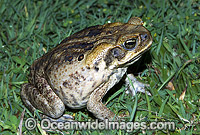 Cane Toad Bufo marinus Photo - Gary Bell