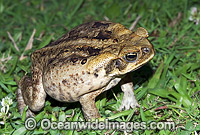 Cane Toad Bufo marinus Photo - Gary Bell