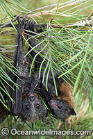 Grey-headed Flying-fox Photo - Gary Bell