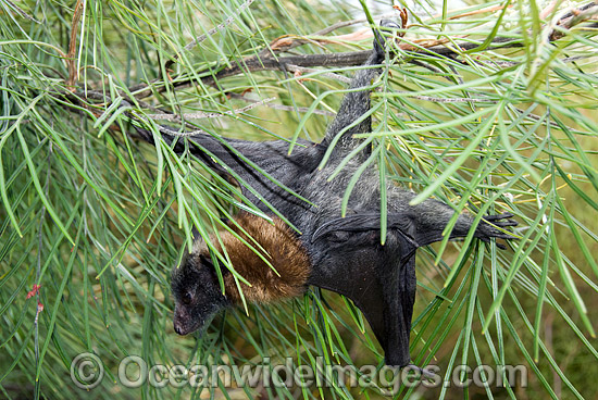 Grey-headed Flying-fox Pteropus poliocephalus photo