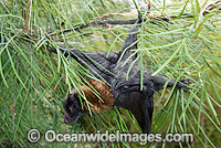 Grey-headed Flying-fox Pteropus poliocephalus Photo - Gary Bell
