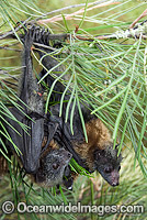 Grey-headed Flying-fox Photo - Gary Bell