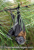 Grey-headed Flying-fox Pteropus poliocephalus Photo - Gary Bell