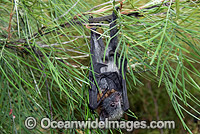 Grey-headed Flying-fox Photo - Gary Bell