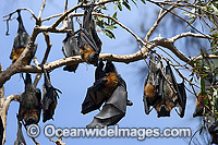 Grey-headed Flying-fox colony Photo - Gary Bell