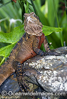Water Dragon Photo - Gary Bell