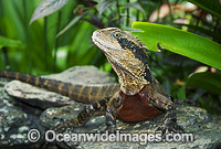 Water Dragon Physignathus lesueurii lesueurii Photo - Gary Bell