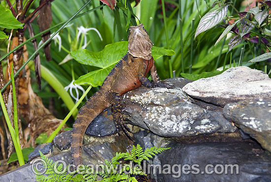 Water Dragon photo Water Dragon photo