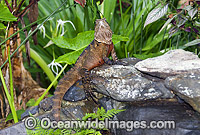 Water Dragon Photo - Gary Bell