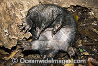 Short-beaked Echidna juvenile Photo - Gary Bell