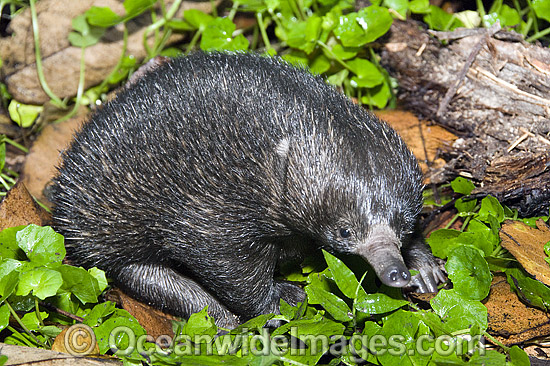 Short-beaked Echidna photo