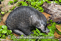 Short-beaked Echidna Photo - Gary Bell