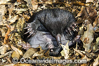 Short-beaked Echidna juvenile Photo - Gary Bell