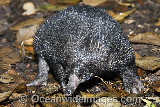 Short-beaked Echidna photo