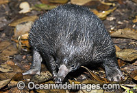 Short-beaked Echidna Photo - Gary Bell