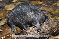 Short-beaked Echidna juvenile Photo - Gary Bell