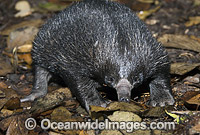 Short-beaked Echidna Photo - Gary Bell