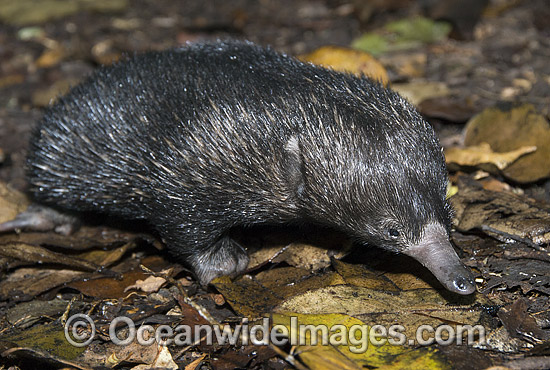 Short-beaked Echidna juvenile photo