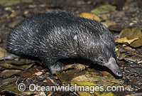 Short-beaked Echidna juvenile Photo - Gary Bell