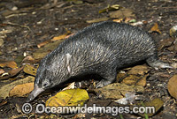 Short-beaked Echidna Photo - Gary Bell