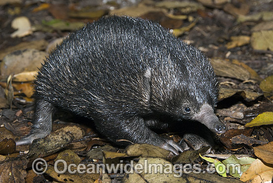 Short-beaked Echidna juvenile photo