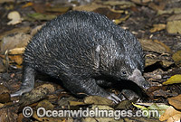 Short-beaked Echidna juvenile Photo - Gary Bell