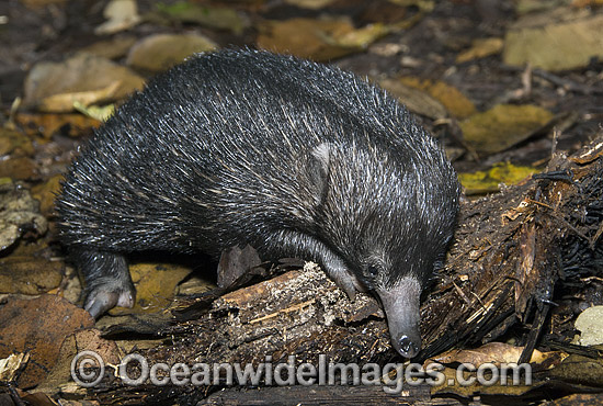 Short-beaked Echidna photo