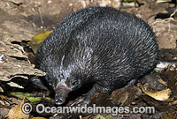 Short-beaked Echidna Photo - Gary Bell