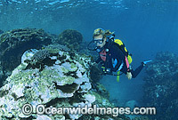 Coral Bleaching Great Barrier Reef Photo - Gary Bell