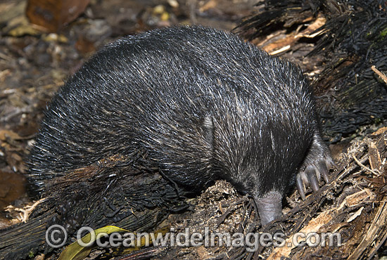 Short-beaked Echidna photo