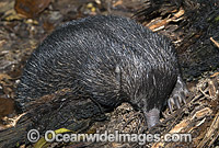 Short-beaked Echidna Photo - Gary Bell