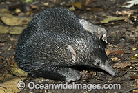 Short-beaked Echidna juvenile Photo - Gary Bell