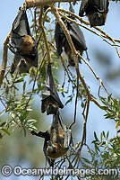 Grey-headed Flying-fox colony Photo - Gary Bell