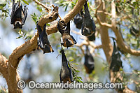 Grey-headed Flying-fox Pteropus poliocephalus Photo - Gary Bell