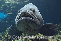 Queensland Groper Photo - Gary Bell