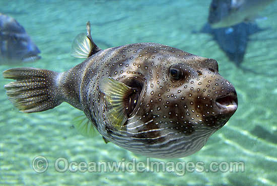 Stars Stripes Toadfish Arothron hispidus photo