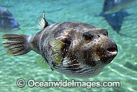 Stars Stripes Toadfish Arothron hispidus Photo - Gary Bell