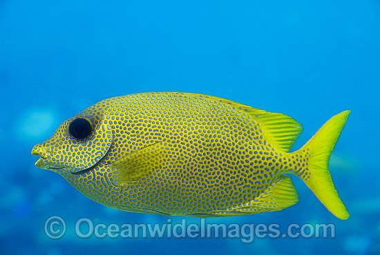 Coral Rabbitfish Siganus Corallinus photo